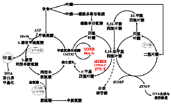 鸿运国际·(中国)最新官方网站